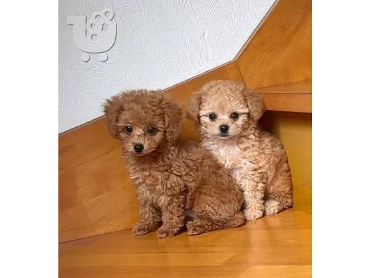 PoulaTo: Cute Poodle puppies
